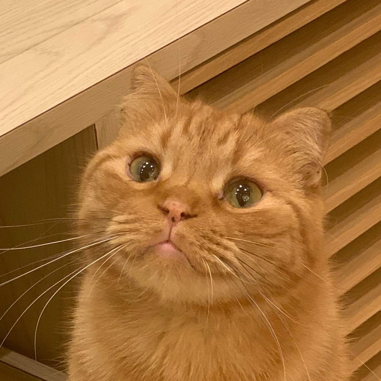 ほたて